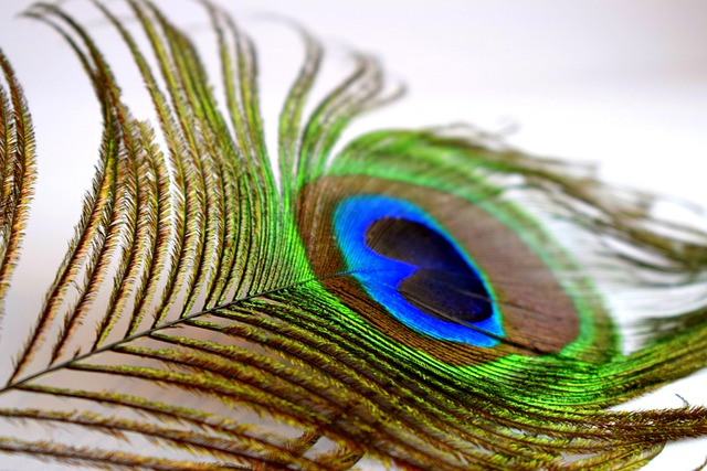 picture of peacock feather