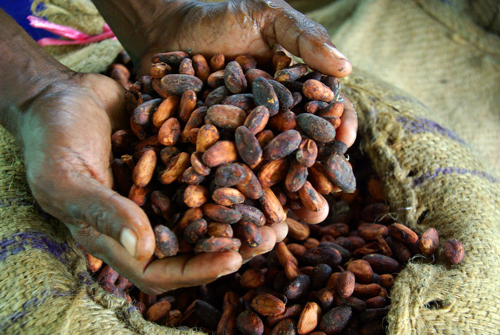 picture of cocoa beans